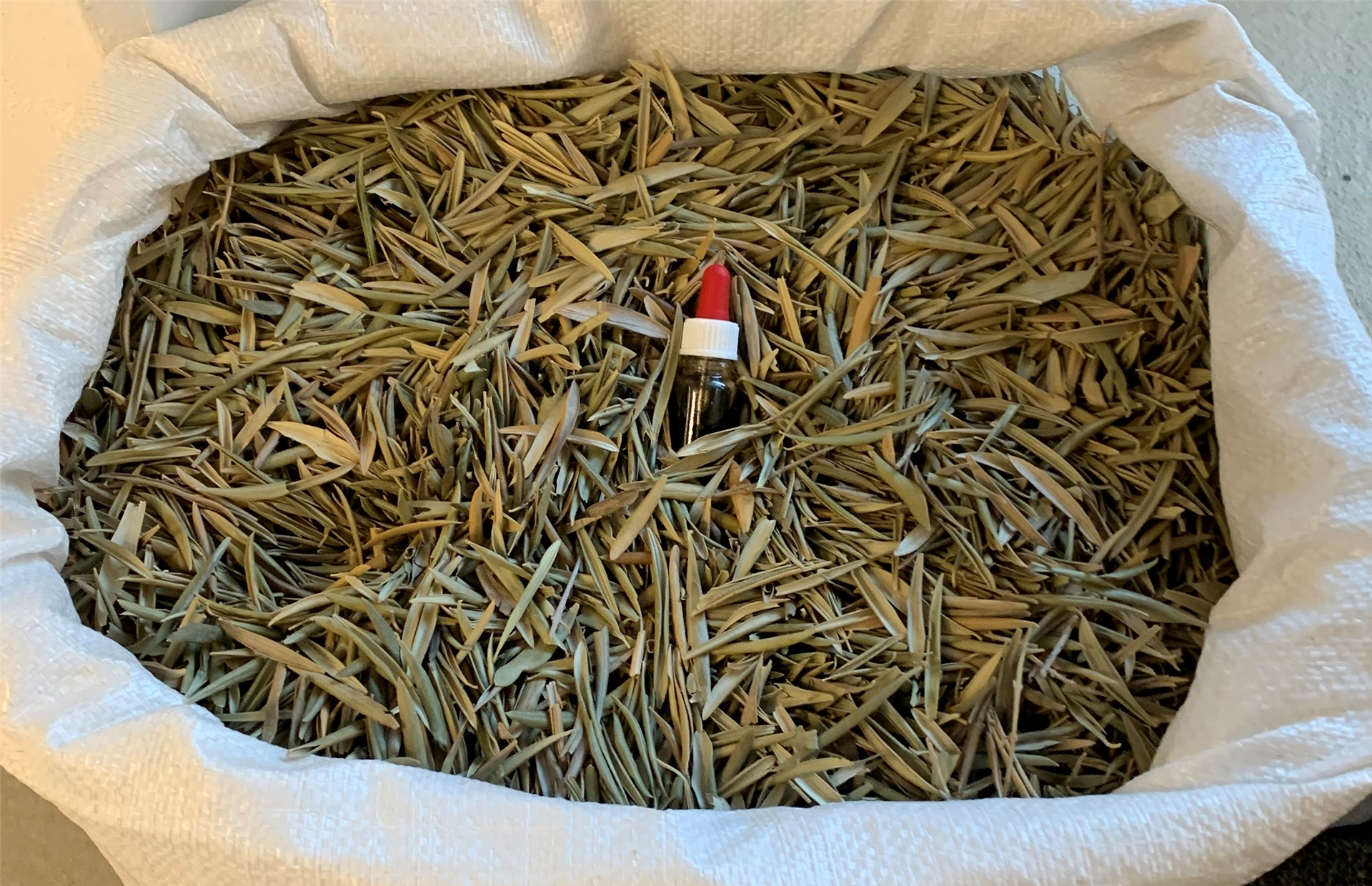 Wet-grteen GmbH Reutlingen Olivenblätter 23 11 23 - Oliver Zielina